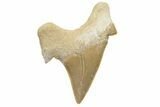 Fossil Shark Tooth (Otodus) - Morocco #226910-1